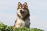 CHIEN FINNOIS DE LAPONIE 655